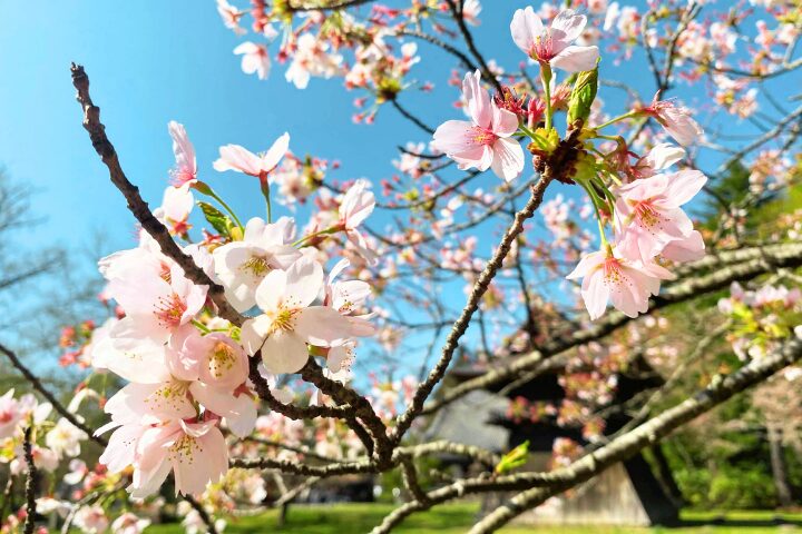 桜